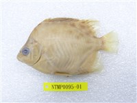 藏品(金錢魚)的圖片